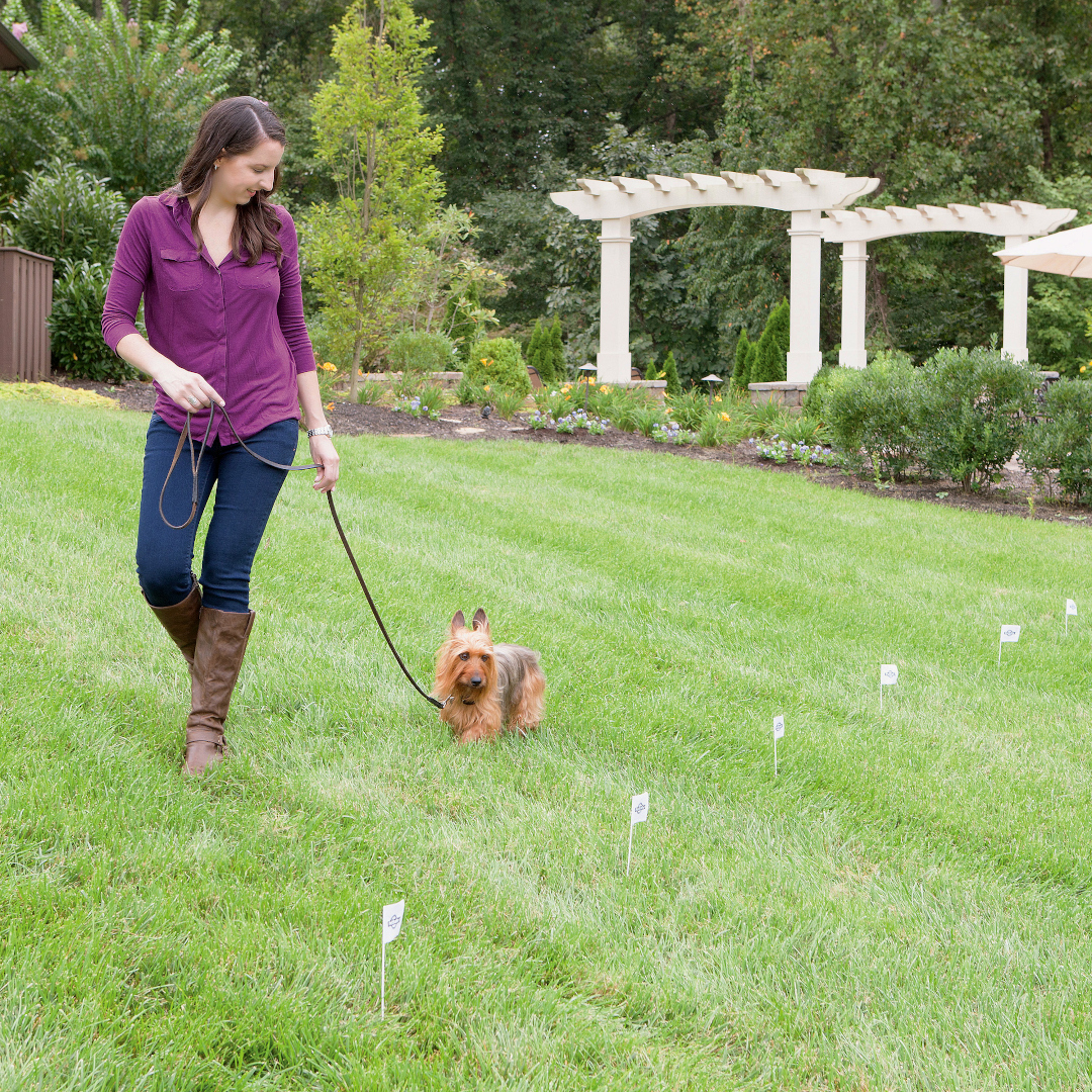 A lady training her dog to the Freedom Fence